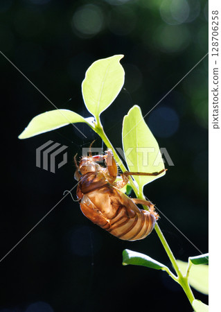 molted cicada shell 128706258