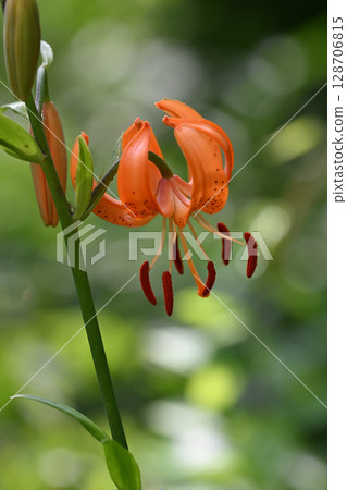 Lilies of the mountains bloom in early summer Lilies of the mountains bloom in early summer 128706815
