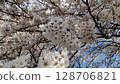 櫻花盛開 128706821