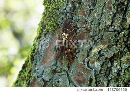 Abra Zemi stopping in a tree 128706866