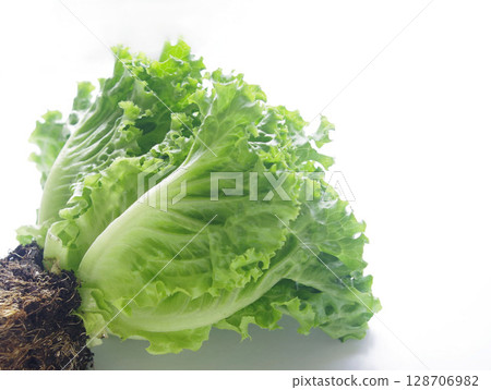 新鮮蔬菜 葉子用生菜 生菜 蔬菜 食品 128706982