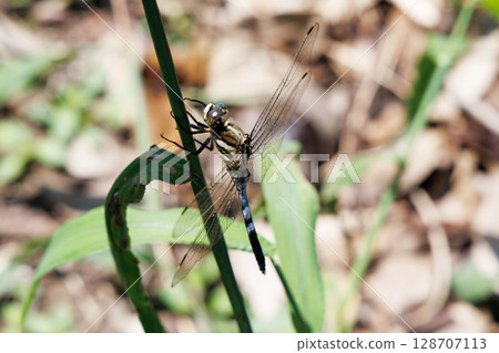 獅子尾蜻蜓棲息在一片葉子上 獅子尾蜻蜓棲息在一片葉子上 128707113