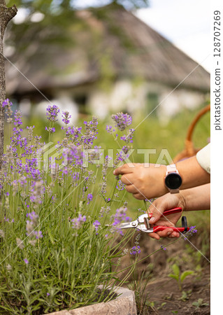 Close up of gardener harvesting lavender flowers Close up of gardener harvesting lavender flowers 128707269