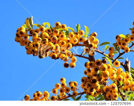 Pyracantha coccinea is an ornamental shrub with bright orange fruits against blue sky. 128707694