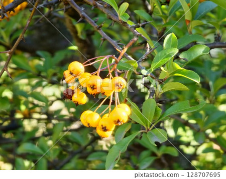 Pyracantha coccinea is an ornamental shrub with bright orange fruits hanging on an autumn bush and green leaves. 128707695