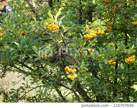 Pyracantha coccinea is ornamental shrub with bright orange fruits hanging on an autumn bush and green leaves. 128707696