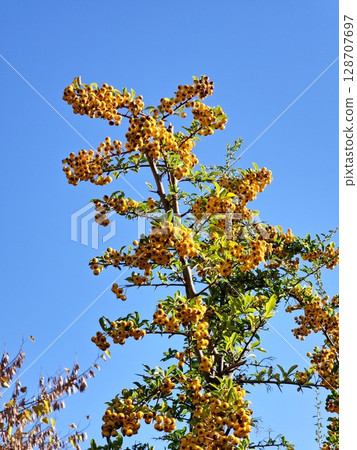Pyracantha coccinea is an ornamental shrub with bright orange fruits hanging on autumn bush and green leaves. Pyracantha coccinea is an ornamental shrub with bright orange fruits hanging on autumn bush and green leaves. 128707697