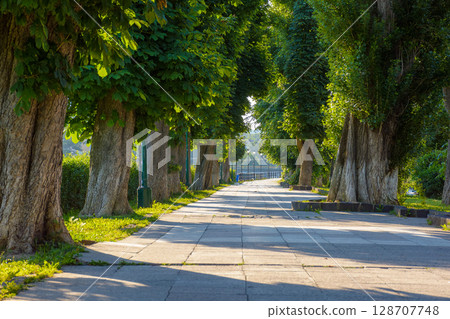 street with lush trees in summer. urban landscape of transcarpathia capital on a sunny morning. green grass and bushes near paved walkway. empty outdoor scene of a beautiful shady avenue street with lush trees in summer. urban landscape of transcarpathia capital on a sunny morning. green grass and bushes near paved walkway. empty outdoor scene of a beautiful shady avenue 128707748