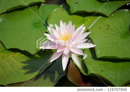 Suisan Suisan 128707808