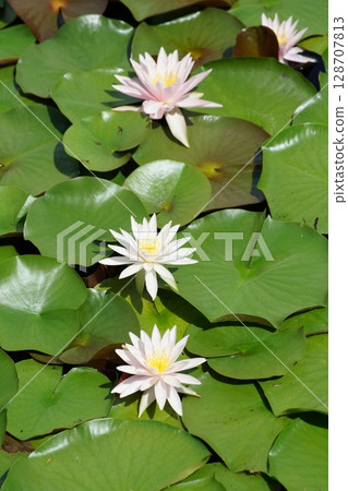 Suisan Suisan 128707813