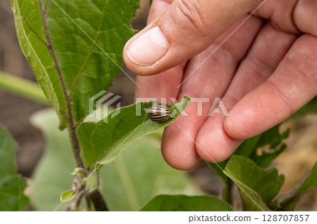 Colorado potato beetle Colorado potato beetle 128707857