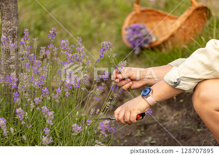 Woman harvesting lavender flowers Woman harvesting lavender flowers 128707895