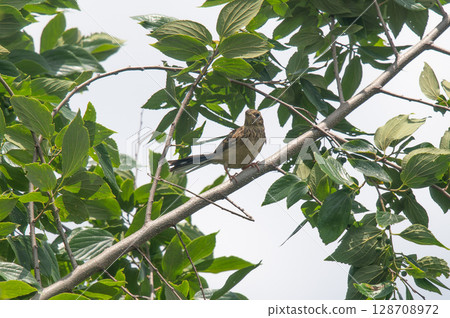 [Spring riverbank] A wild bird portrait of a white-cheeked bunting standing on the Ota River in Hiroshima 128708972