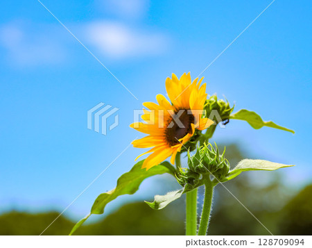 說到夏天的花朵,黃色的向日葵 說到夏天的花朵,黃色的向日葵 128709094