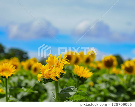 藍天和向日葵 128709096