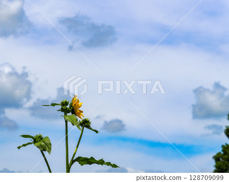 開花往藍天的向日葵 128709099