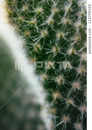 仙人掌 128709168