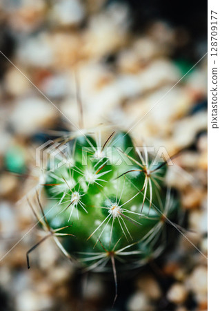 仙人掌 仙人掌 128709177