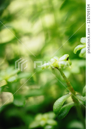 小嫩芽 128709334