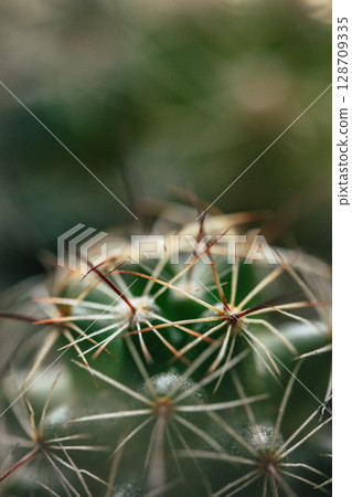 仙人掌 仙人掌 128709335