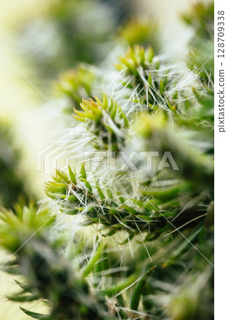 仙人掌 仙人掌 128709338