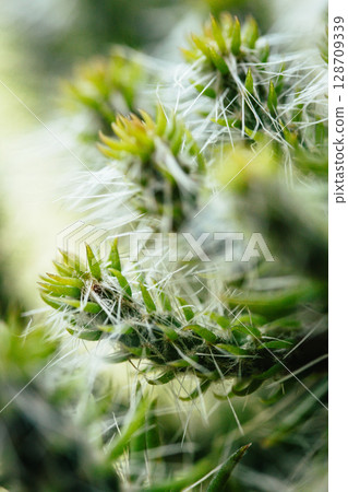 仙人掌 仙人掌 128709339