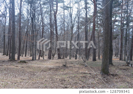混合林(赤城自然公園/群馬縣澀川市) 混合林(赤城自然公園/群馬縣澀川市) 128709341