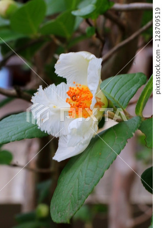 白莎拉花 128709519