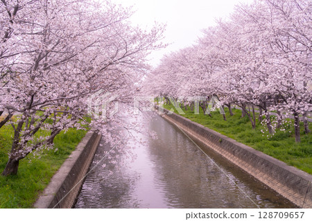 河畔步道花盛開 128709657