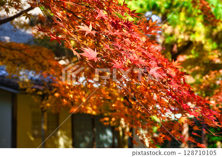 Beautiful autumn leaves at Ichijo Ekan Sanso in Kamakura (Kamakura, Kanagawa Prefecture) Beautiful autumn leaves at Ichijo Ekan Sanso in Kamakura (Kamakura, Kanagawa Prefecture) 128710105