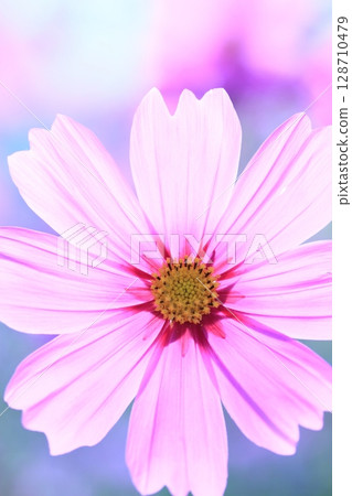 透明波斯菊 128710479