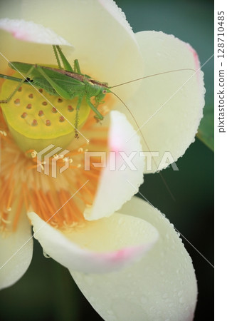 一隻蚱蜢在蓮花上休息 一隻蚱蜢在蓮花上休息 128710485