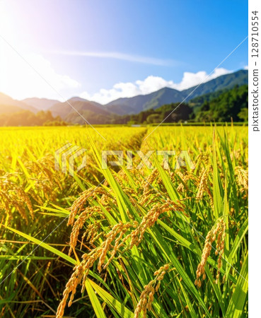 AI image: Golden ears of rice AI image: Golden ears of rice 128710554