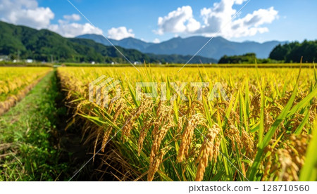 AI image: Golden ears of rice AI image: Golden ears of rice 128710560