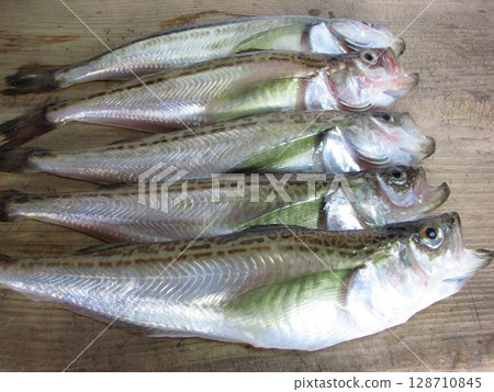 Sandfish from Tottori 128710845
