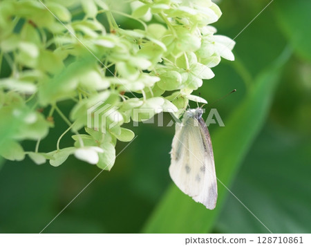 A cabbage white butterfly resting on a white hydrangea A cabbage white butterfly resting on a white hydrangea 128710861