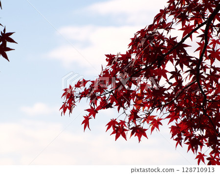 楓葉紅色 楓葉紅色 128710913
