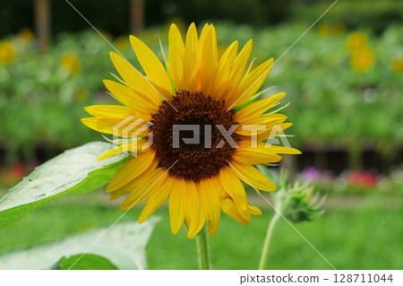 A sliver of sunflowers A sliver of sunflowers 128711044