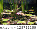 Pink water lily floating on the water 128711169