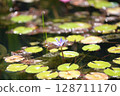 Water lily flower floating on the surface of the water 128711170