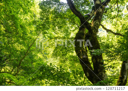 Summer in Taishaku Gorge: A clear stream surrounded by greenery and sunlight filtering through the trees 128711217