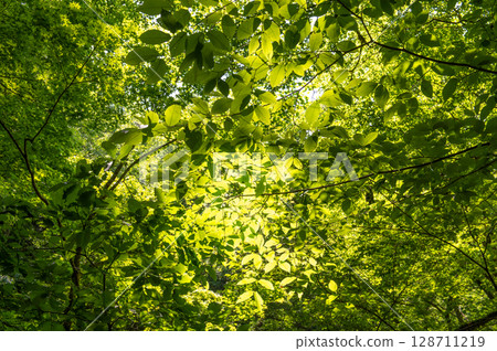 Summer in Taishaku Gorge: A clear stream surrounded by greenery and sunlight filtering through the trees 128711219