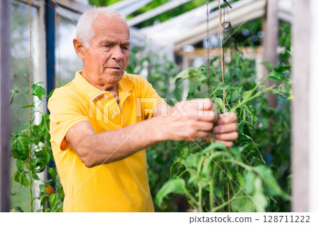 Skilled senior man gardening in greenhouse on sunny day Skilled senior man gardening in greenhouse on sunny day 128711222