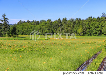 尾瀨之夏：盛開的日本萱草、從大江濕地到尾瀨湖 128711281