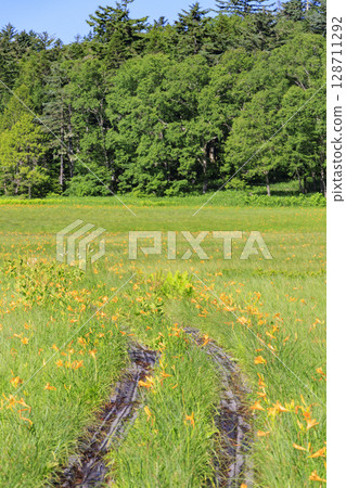 Summer in Oze: Hemerocallis nipponicus in full bloom, Oe Marshland to Lake Oze 128711292