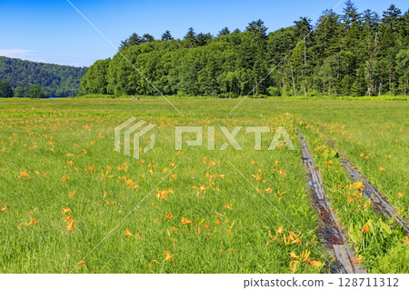 尾瀨之夏：盛開的日本萱草、從大江濕地到尾瀨湖 128711312