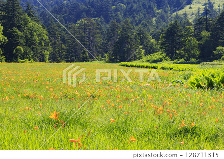 尾瀨之夏：盛開的日本萱草、從大江濕地到尾瀨湖 128711315