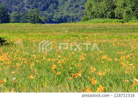 尾瀨之夏：盛開的日本萱草、從大江濕地到尾瀨湖 128711316