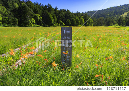 尾瀨之夏：盛開的日本萱草、從大江濕地到尾瀨湖 128711317