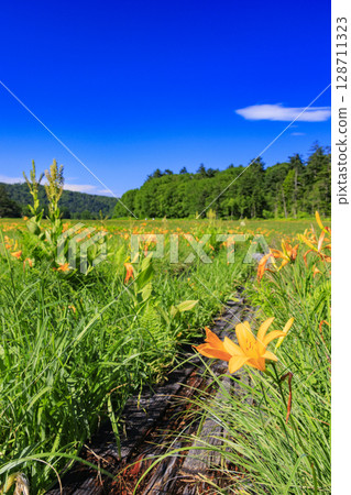 尾瀨之夏：盛開的日本萱草、從大江濕地到尾瀨湖 128711323